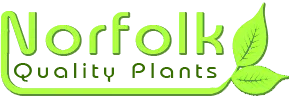 Norfolk Quality Plants