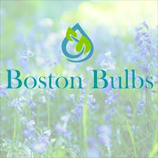 Boston Bulbs