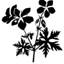 Hardygeraniumnursery